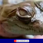 Liberan crías de cocodrilo del Orinoco para evitar su extinción
