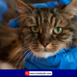 Un gato sobrevive milagrosamente a una caída de mas de 110 metros